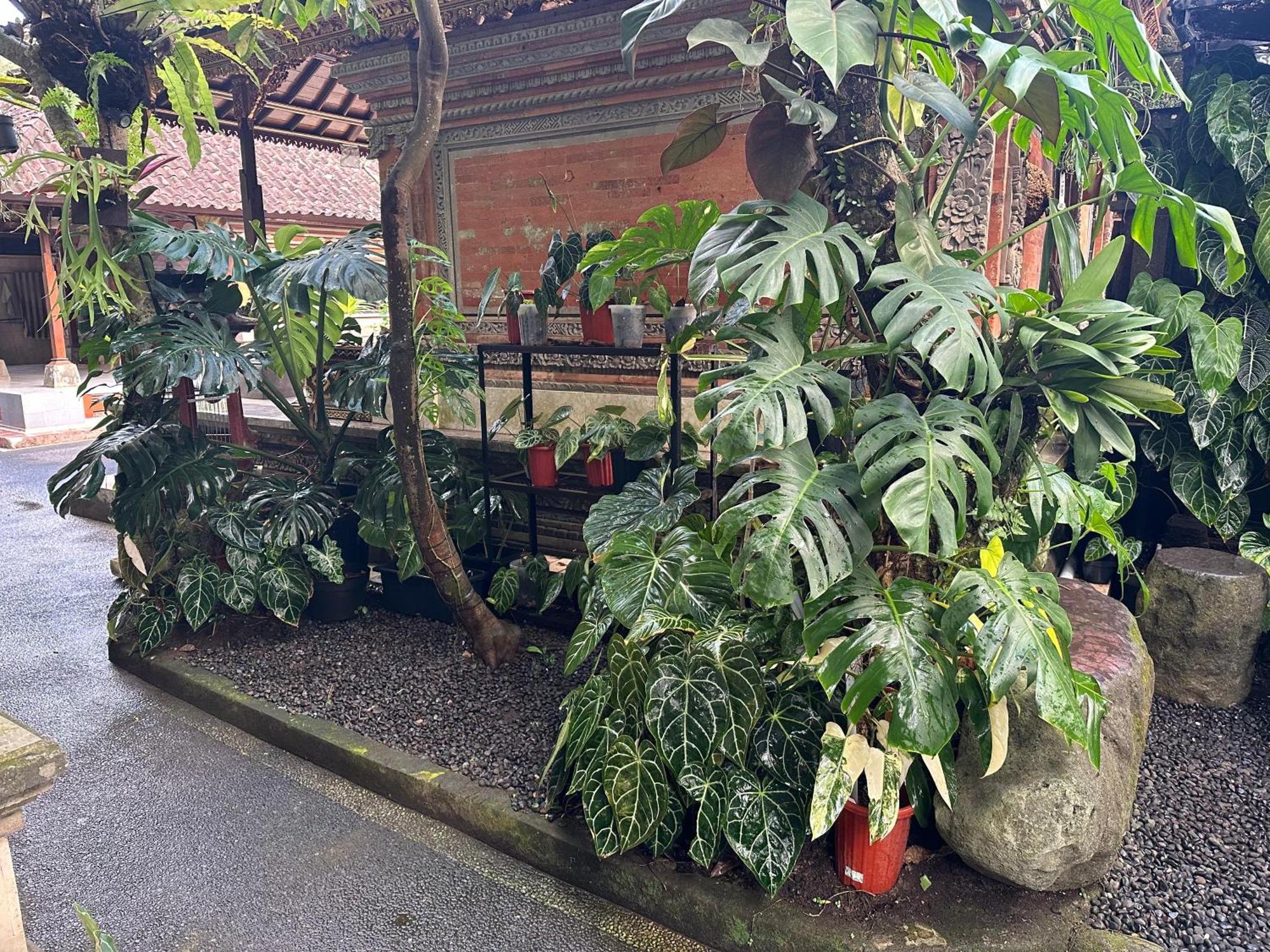 Naeera Guest House Ubud Exterior foto